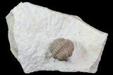 Enrolled Lochovella (Reedops) Trilobite - Oklahoma #68616-1